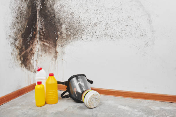 Trusted Woodville, AL Mold Prevention & Removal  Experts