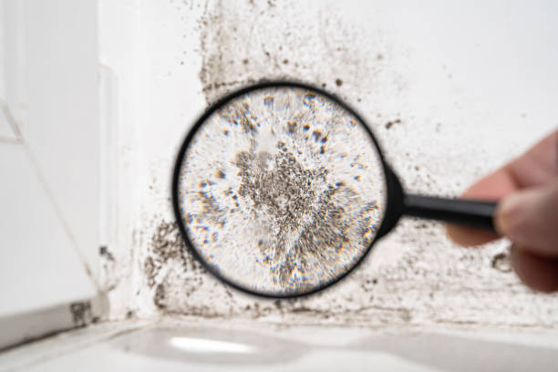 Best Air Quality Testing for Mold Spores  in Woodville, AL